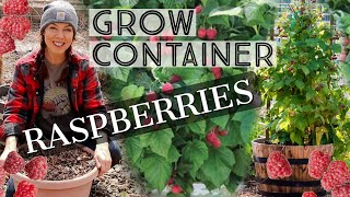 How To Grow Raspberries In Containers [upl. by Ennael]