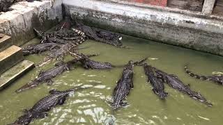 Crocodile Eat Food  Crocodile Farm Feeding Cleaning Alligator Pool 10 [upl. by Manbahs578]