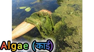 Learn Algae काई [upl. by Lewan]