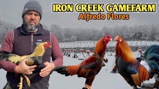 Iron Creek Gamefarm  Alfredo Flores [upl. by Benedicta250]