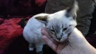 Introducing Niall the lynx point Siamese kitten [upl. by Ayvid114]