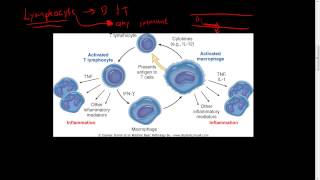 29  Chronic inflammation  Hematopoiesis Lymphocytes Macrophages IFNy [upl. by Birchard]