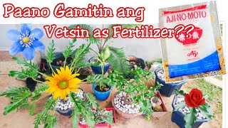 How to Use Vetsin as Fertilizer Paano gamitin ang Vetsin Pampataba at pampabulaklak ng Halaman [upl. by Kciregor]