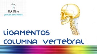 Anatomia Ligamentos Columna Vertebral [upl. by Oflodor]