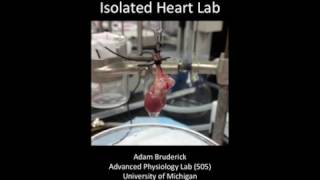 Langendorff Isolated Heart Lab [upl. by Neeruan760]