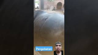 Pengobatan animalmedicine cow horsenutrition animals horsehealth bull cattlecare shortvideo [upl. by Gala]