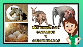 vivíparos ovíparos y ovoviviparos video educativos para niños [upl. by Chretien]