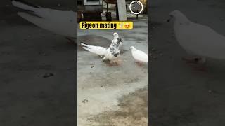 The Weird World of Pigeon Courtship Rituals 😍 PigeonMating BirdCourtship piegon [upl. by Phebe]