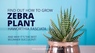 How to take care of Haworthia fasciata quotZebra Plantquot [upl. by Mychael885]