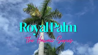 The Cuban Royal Palm  Roystonea regia  The Hawaii Series [upl. by Amethist]