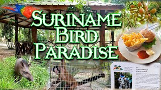 Suriname Bird Paradise  Lelydorp  Weg Naar Reeberg  Suriname  Food amp Travel [upl. by Broadbent]