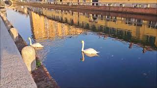 Cigni nel Naviglio Grande 31 ottobre 2024 [upl. by Orville]