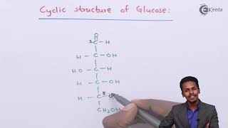 Cyclic Structure of Glucose  Biomolecules  Chemistry Class 12 [upl. by Bowles555]