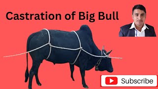 Castration of Big Bull ठुलो बहरलाई सुमार्ने तरिका। [upl. by Bois690]