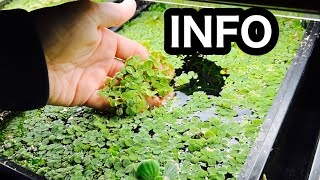 Salvinia Minima Aquarium Floating Plant [upl. by Nnod60]