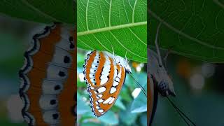 Common Sergeant butterfly Athyma perius Nymphalidae [upl. by Vyner]