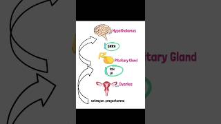 The hypothalamic pituitary ovarian axis medicaleducation mrcgpakt generalpractitioner [upl. by Maxi]