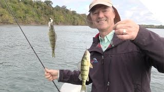 Perch Fishing Tips Using Cut Bait Alternative to Using Minnows [upl. by Reviere]