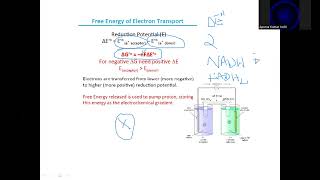 Bioenergetics story of mitochondrial ATP synthesis biochemistry mitochondria metabolism [upl. by Aicarg17]