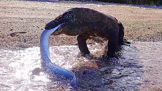 List Of 6 Combined Komodo Dragons Eat Marine Animals [upl. by Eelta]