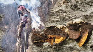 Wild Honey Harvesting on the deap cliff Satisfying [upl. by Aiveneg673]