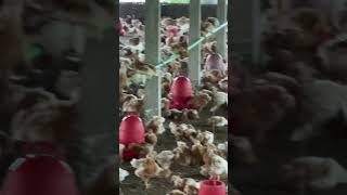 leyar morgi aajkapoultryratekyahai poultryfarming chicken poultrylife [upl. by Ahsaetan]