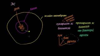 Нуклей мембран гибосом эукариот ба прокариот [upl. by Salomone]