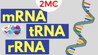 mRNA tRNA and rRNA function  Types of RNA [upl. by Cinamod]