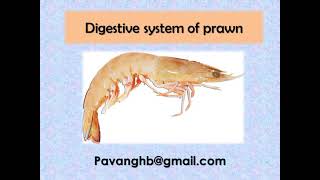 DIGESTIVE SYSTEM OF PRAWN [upl. by Kcirb]