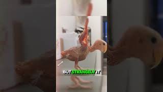 🕊️ Featherless but Free A Birds Journey of Love and SelfAcceptance 💖 animals animal birds [upl. by Ennasor]