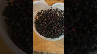 Easy way to harvest elderberries without purple fingers gardening elderberries preserving [upl. by Amy]