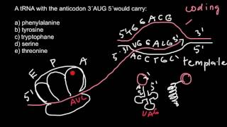 Codon vs Anticodon [upl. by Urana476]