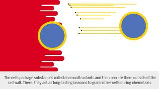 Chemoattractants [upl. by Adliw655]