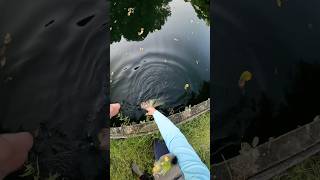 Live bait catch large bass bassfishing largemouthbass [upl. by Repinuj]