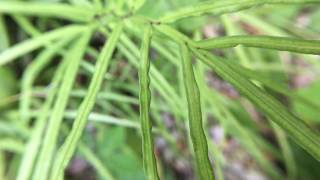 鳳尾蕨從莖到葉的觀察 Pteris multifida [upl. by Loria]