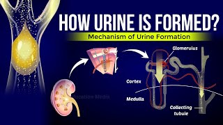 How is Urine Formed  Mechanism of Urine Formation [upl. by Arianne]