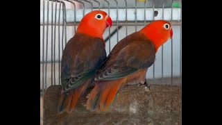 Lovebids Meal Timenew feeder birds pets parrots africanlovebirds aviaryshortvideo shortsfeed [upl. by Vinia]