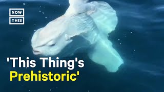 Fisherman Gets UpClose Look of Giant Sunfish 😮 [upl. by Moynahan]