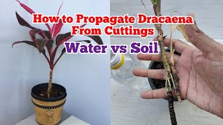 How to propagate dracaena plant from cuttings in water and soil Gardeningandmuchmore [upl. by Aneehsor]