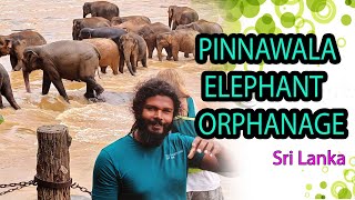 Pinnawala Elephant Orphanage in Sri Lanka [upl. by Gnem]