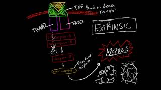 Activating Apoptosis Extrinsic Pathway Made Ridiculously Simple [upl. by Ynalem]