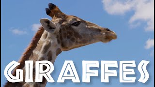 NEWIMPROVED All About Giraffes for Kids Giraffe Video for Children  FreeSchool [upl. by Amikan741]