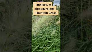 Pennisetum alopecuroides Fountain Grass [upl. by Airdna]