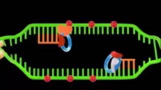 DNA replication in Eukaryotes Video [upl. by Schoof]