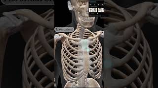 Clavicle Anatomy anatomy humanbody biology mbbs [upl. by Andrews]