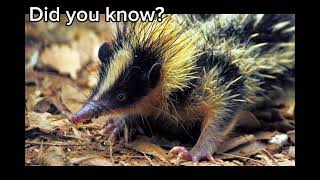 Lowland Streaked Tenrec [upl. by Albertine]