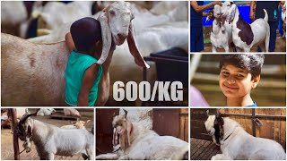 Zaisha Goat Farm Full Tour amp Khassi Goats 600KG 10k Refund on Mortality [upl. by Tremayne467]