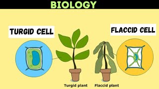 Turgor  Turgidity In Plants  Structure and function of cell [upl. by Genesa]