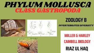 Class GastropodaPhylum Mollusca Zoology B Invertebrates Biology [upl. by Bascio940]