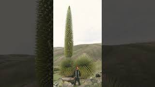 Puya raimondii in Bromeliad Family Bromeliaceae Largest species inflorescences 15 m in height [upl. by Atazroglam]